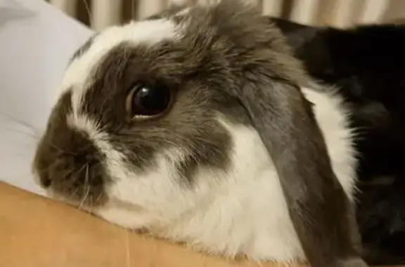 Lost Rabbit: Grey & White, Vic...