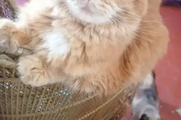 Chat roux tigré perdu à Sisteron la nuit - photo