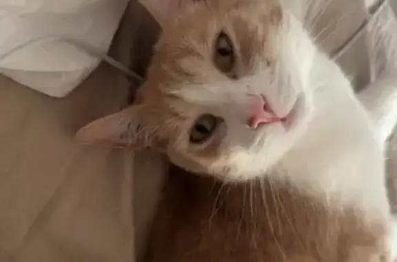 Animaux perdus Caen, photo: Chat beige et blanc perdu à Caen