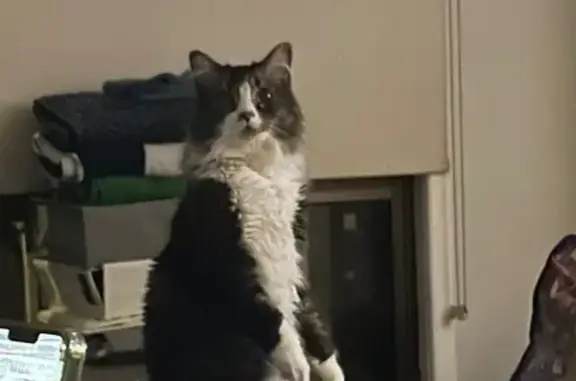 Lost pets Canada Bay, photo: Lost Tabby Cat in Canada Bay Area