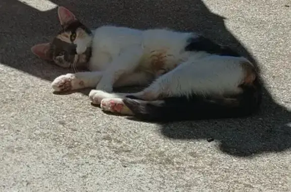 Chat câlin gris-roux-blanc trouvé à Châtillon - photo