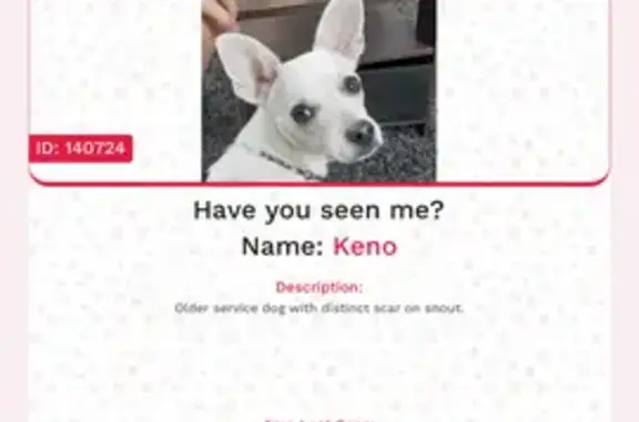 Lost Service Dog: Keyno in Sac...