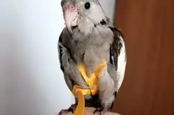 Ave Perdida: Gris y Blanco, 4 Meses, Borriana