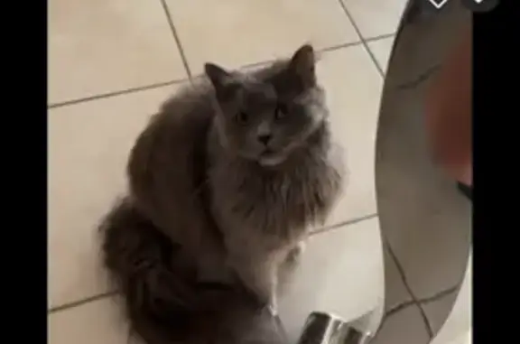 Chat gris perdu à Lunel-Viel - photo