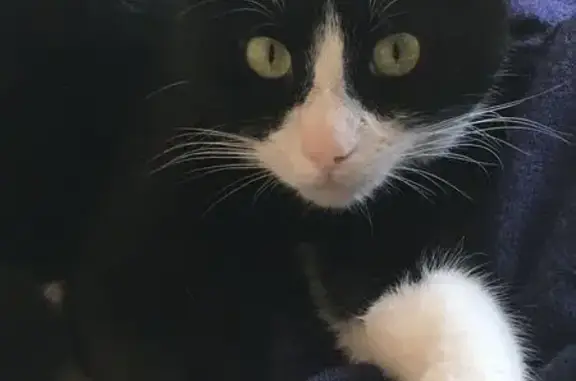Chat perdu : noir/blanc, une patte blanche - photo