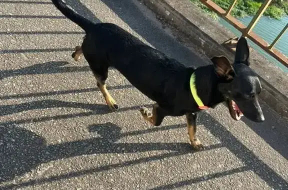 cachorro desaparecida