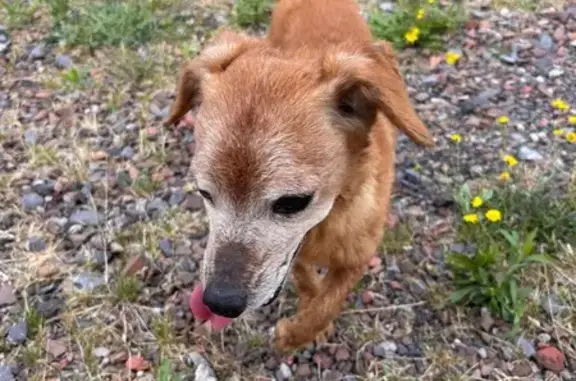 Petit chien marron trouvé à Divion - photo