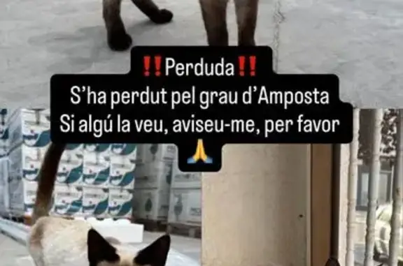 Gatita Perdida: ¡Ayúdanos a Encontrarla!