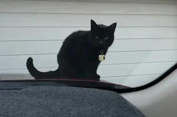 Lost Senior Cat: Black, Chipped Tooth