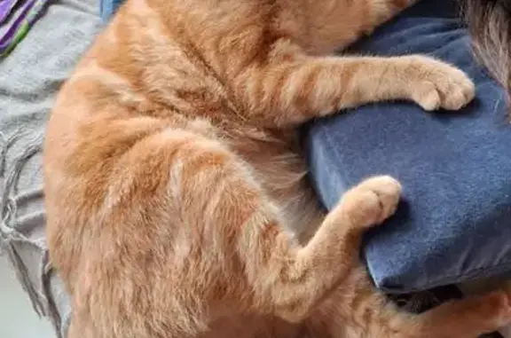 Chatte perdue : Sunny, 14 mois, Albi - photo