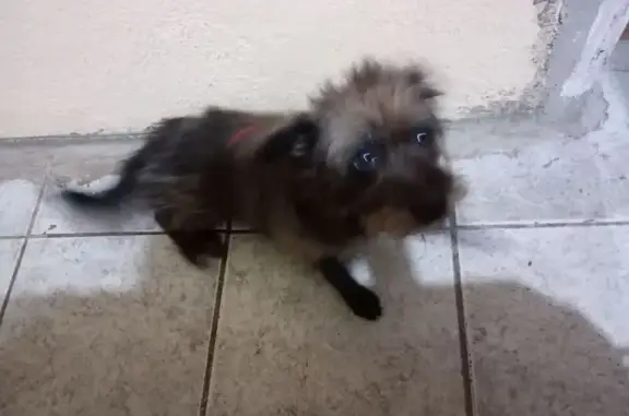 cachorro desaparecida