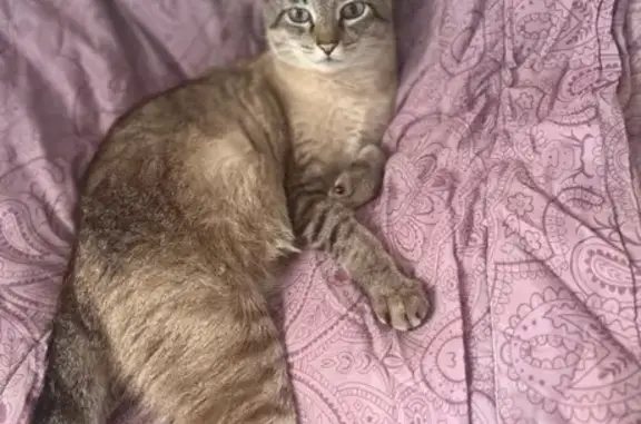 gato desaparecida