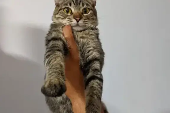gato desaparecida