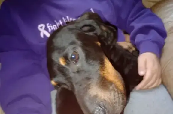 Found pets Gastonia, photo: Coonhound Found: Safe on Wedowee Lane