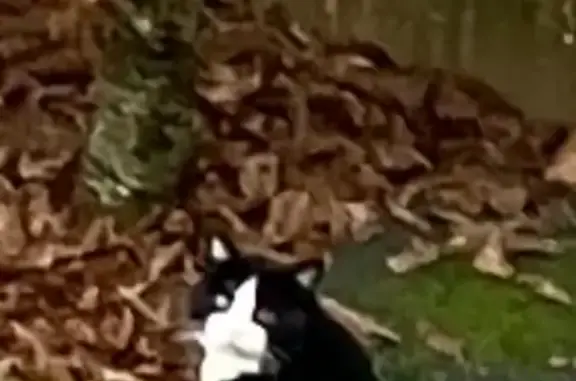 Animaux trouvés Beaune, photo: Chatte trouvée, patte blanche, Rue Colette