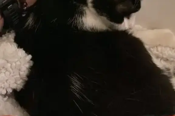 Chat noir et blanc trouvé à Annecy - photo