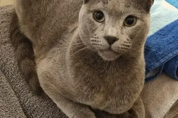 Lost Grey Cat: Blue Collar, South Perth