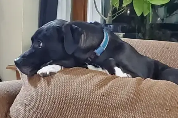 Lost Dog: Seal Color, Yellow C...