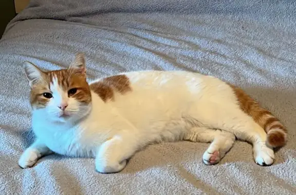 Gatito Manso y Cariñoso Encont...