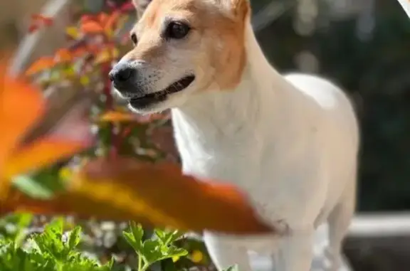 Petite Jack Russel perdue à St-Génis - photo