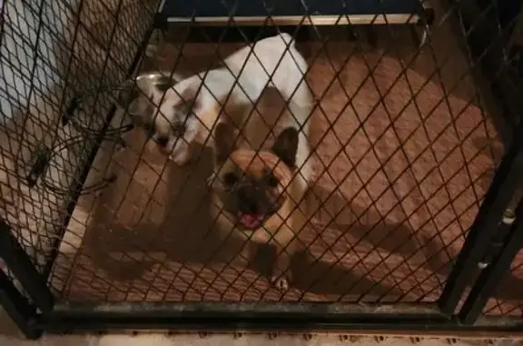 Found dog West Valley City, photo: Found: 2 Friendly Frenchies in West Valley
