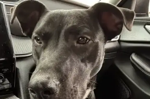 Lost Scared Dog: Black with Or...