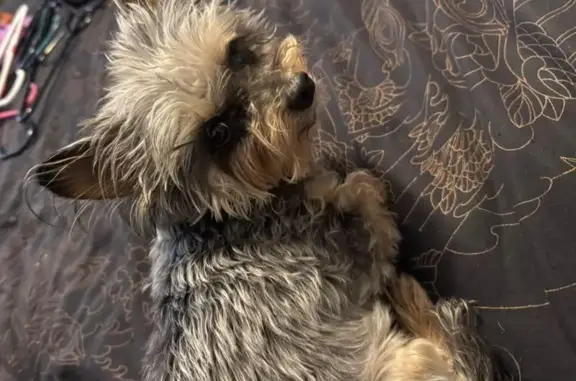 Lost Yorkie-Chihuahua: Help Fi...