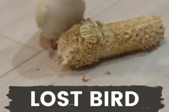 Lost Bird: Yellow with Red Forehead