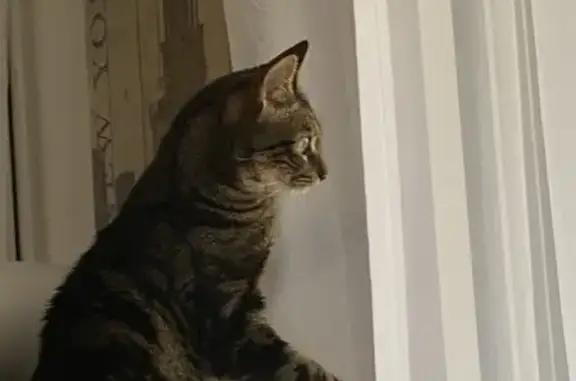 Chat perdu, Rennes, photo: Chat tigré perdu à Rennes, rue Hélène Duc