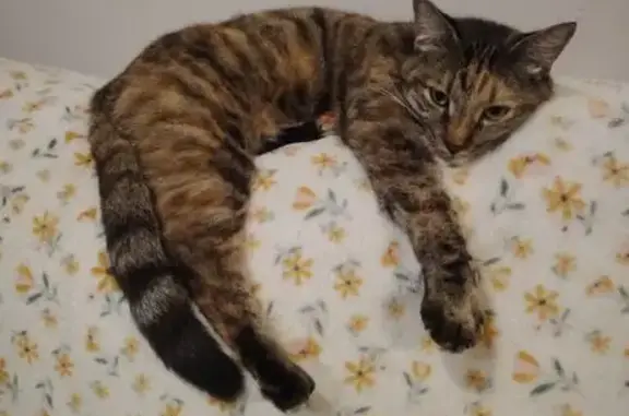 Lost pets , photo: Lost: Mila, Brindle Tabby with Green Eyes