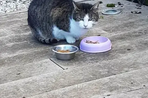Chatte grise-blanche perdue, Les Sables-d'Olonne - photo