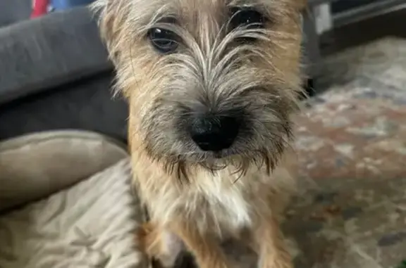 Found dog Indianapolis, photo: Found Puppy: Sweet, Brown, Wiry Fur