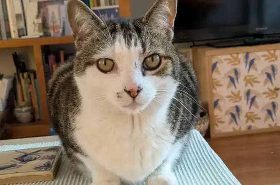 Chat perdu : Momo, gros tabby à Alençon - photo