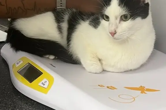 Lost and found pets Virginia Beach, photo: Lost Cow Cat in VA Beach - $200 Reward!