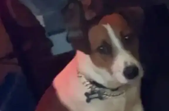 Lost Dog: White & Tan w/ Black...