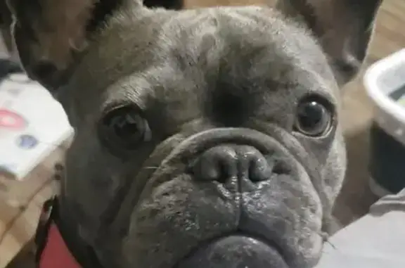 Lost Blue French Bulldog on St...