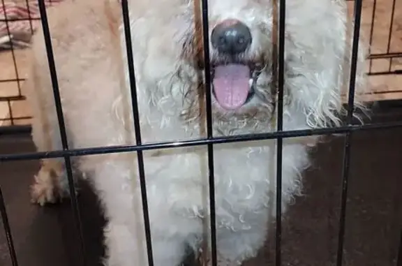 Lost and found pets , photo: Sweet Older Poodle Mix Found on Hard Creek
