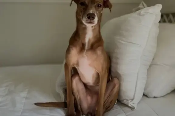 Lost Italian Greyhound Mix in...