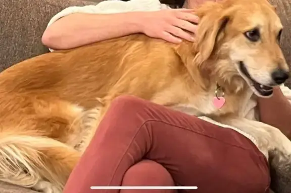 Blonde color golden retriever collie mix red collar very shy
