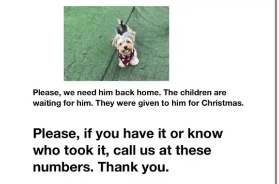 Help Find Lost Yorkie Chocó in...