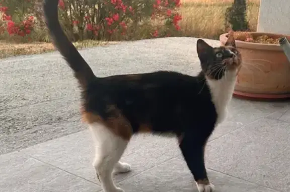 Chat trouvé , photo: Chatte tricolore sociable trouvée à Semoussac