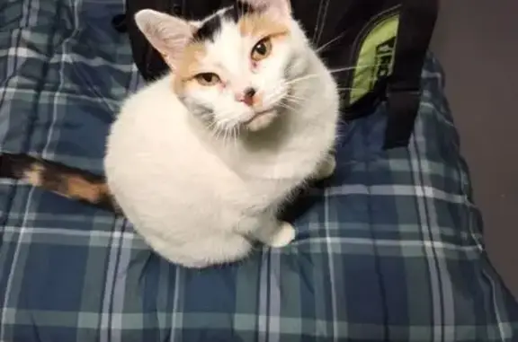 Lost Cat: White, Black & Orange Patches