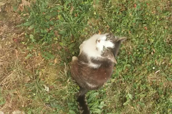Chat trouvé Balma, photo: Chat trouvé tatoué symbole mâle à Balma