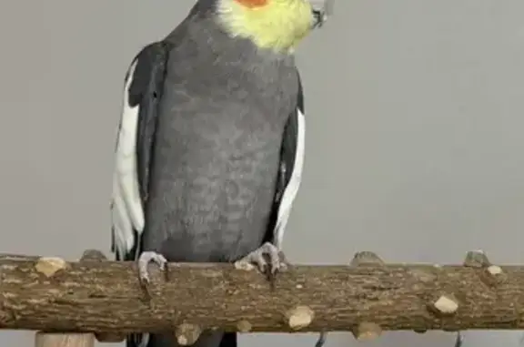 Lost Jumpy Bird: Yellow Head,...