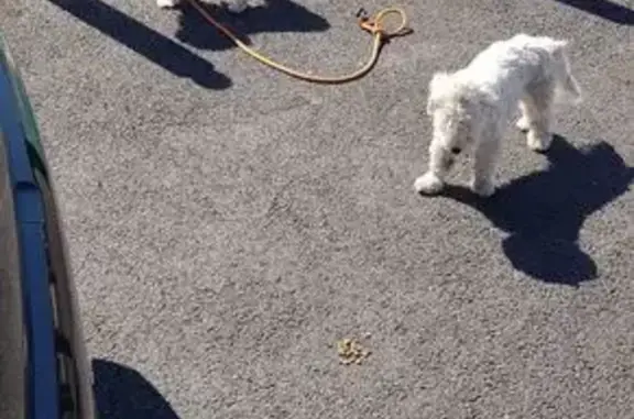 Bichon peureux trouvé Traverse Charles Susini - photo
