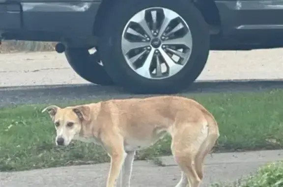 Found dog Salt Lake City, photo: Found Dog: Tan with White Mask in SLC