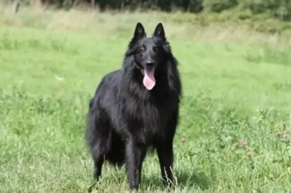 Chien Groenendael errant à Poitiers - photo