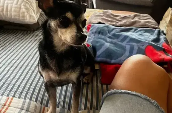Lost Chihuahua: Black & White, West 53rd