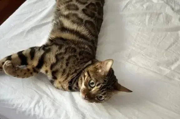 Lost pets Parker, photo: Lost Bengal Cat: Green Eyes on East Jackalope