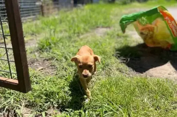 Found: Sweet Puppy & Mom on S. 10th St.